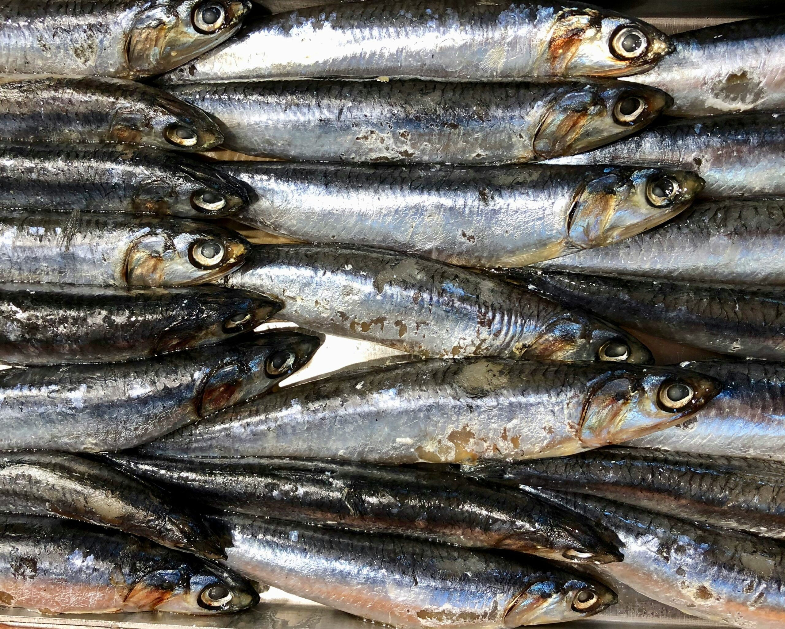 Sardines, salmon and other omega3 reach foods help nutrition for neurodisorders